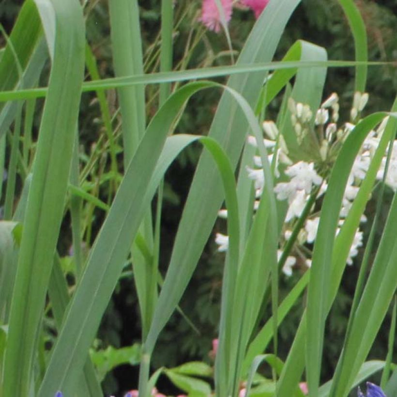 Agapanthus Navy Blue (Foliage)