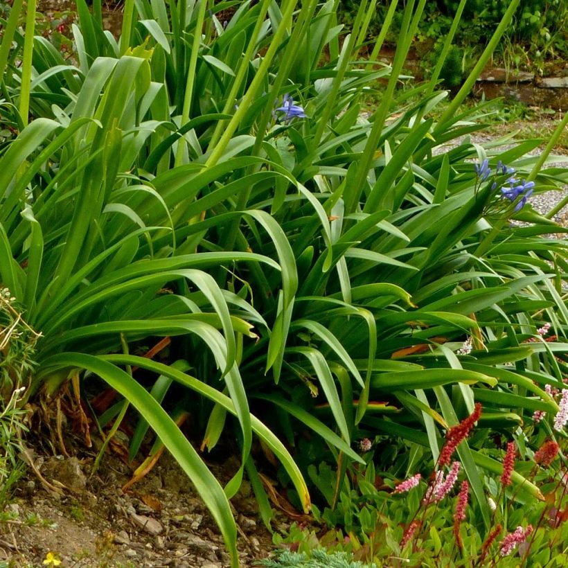 Agapanthus Pretty Sandy (Foliage)