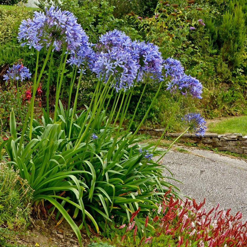 Agapanthus Pretty Sandy (Plant habit)