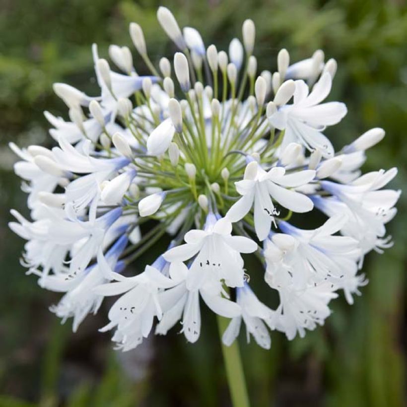 Agapanthus Queen Mum (Flowering)