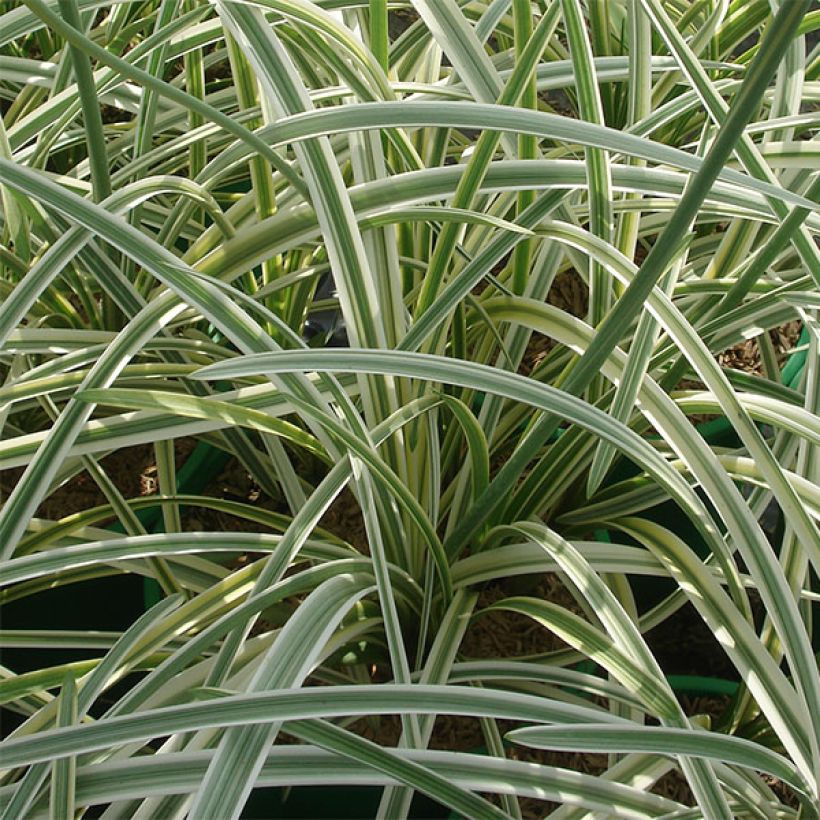 Agapanthus Silver Moon (Foliage)