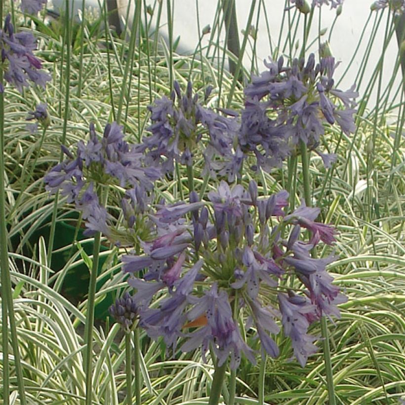 Agapanthus Silver Moon (Flowering)