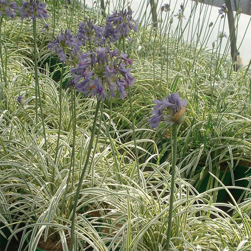 Agapanthus Silver Moon (Plant habit)