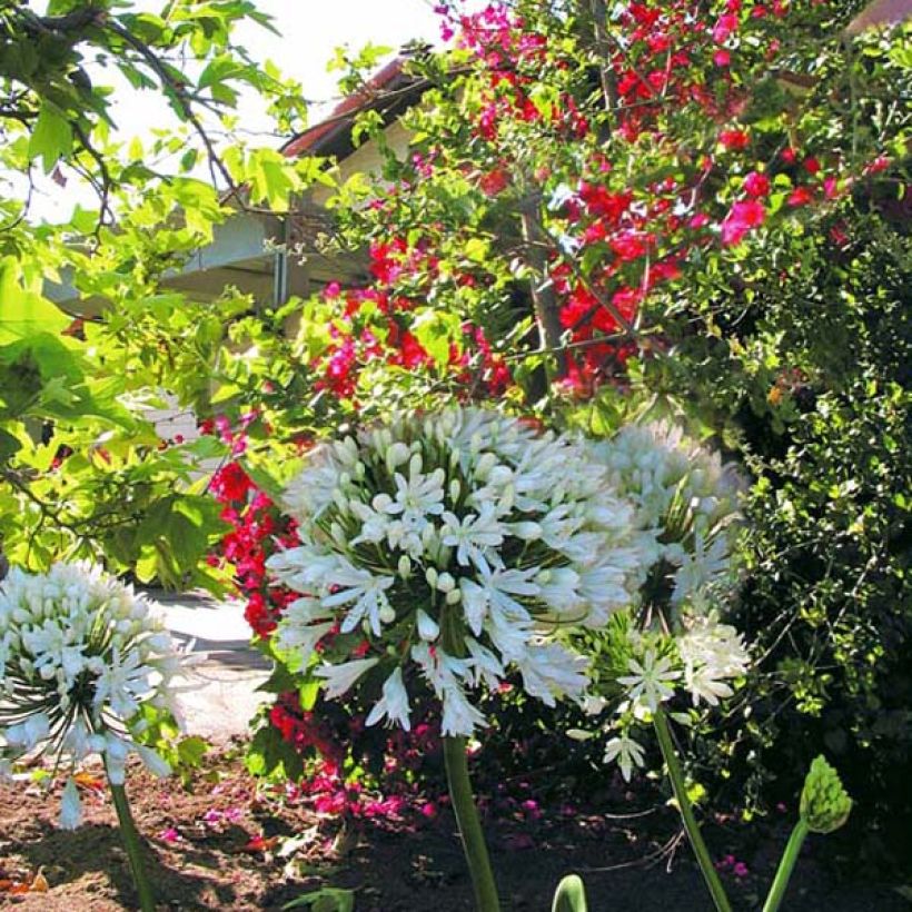 Agapanthus White Heaven (Plant habit)
