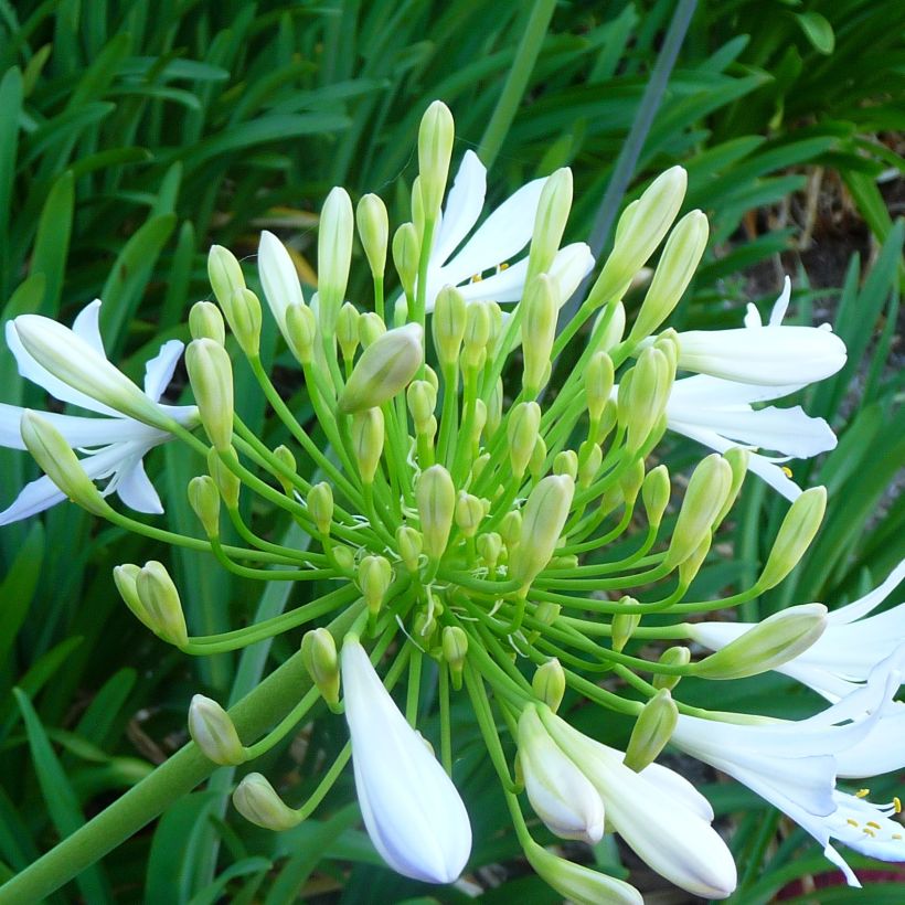 Agapanthus campanulatus var. albidus (Flowering)