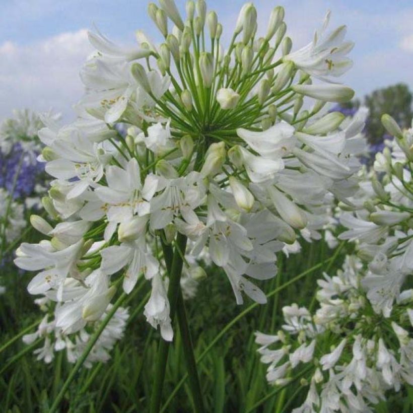 Agapanthus Ice Lolly (Plant habit)