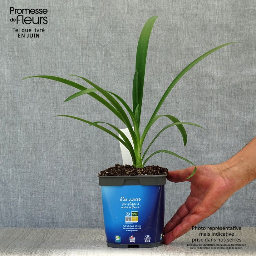 Agapanthus umbellatus 2L/3L pot sample as delivered in summer