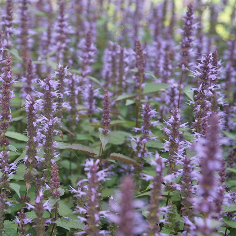 Agastache rugosa After Eight  (Flowering)