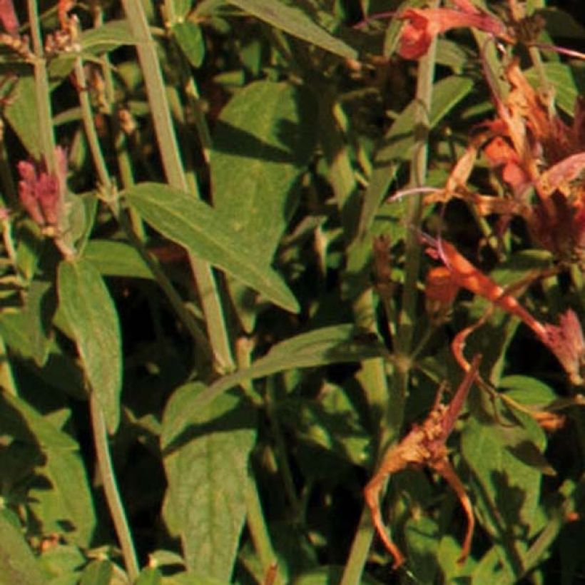 Agastache barberi Firebird (Foliage)