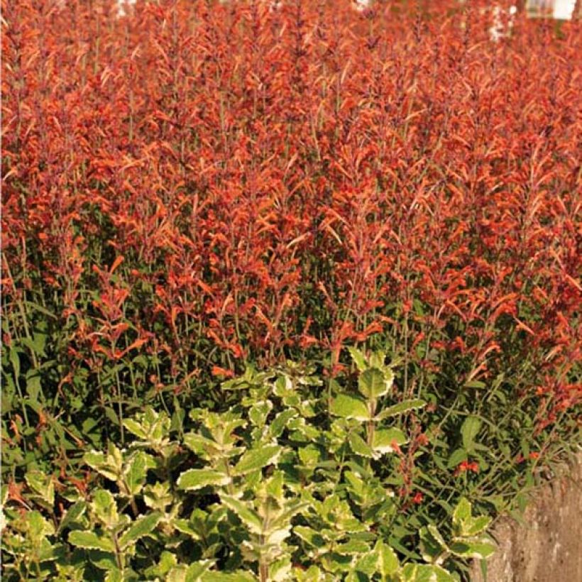 Agastache barberi Firebird (Plant habit)