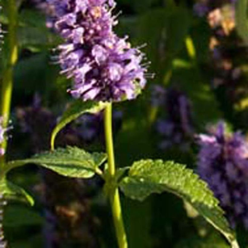 Agastache foeniculum Blackadder (Foliage)