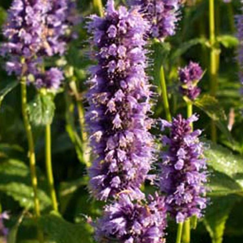 Agastache foeniculum Blackadder (Flowering)