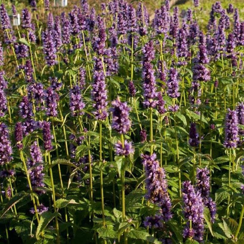 Agastache foeniculum Blackadder (Plant habit)