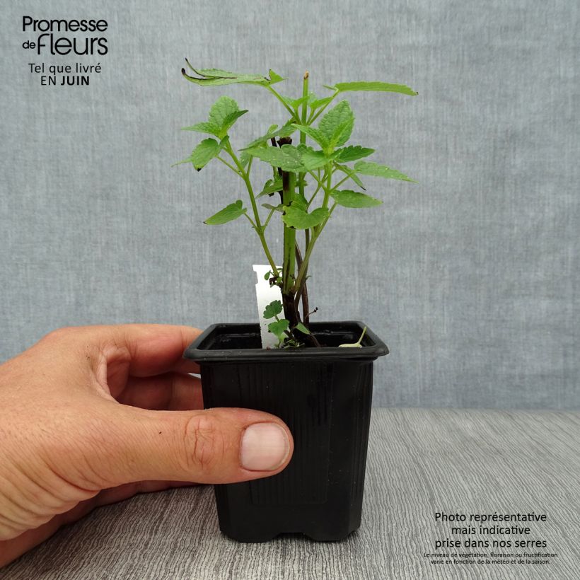 Agastache foeniculum Blackadder 8/9 cm pot sample as delivered in summer