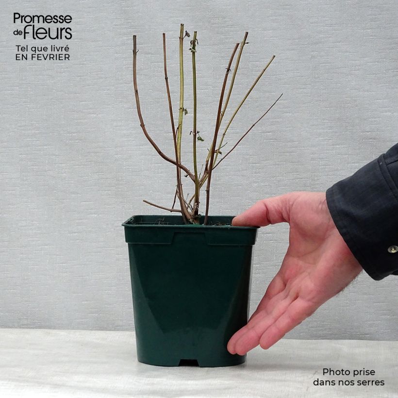 Agastache foeniculum Blackadder 2L/3L pot sample as delivered in winter