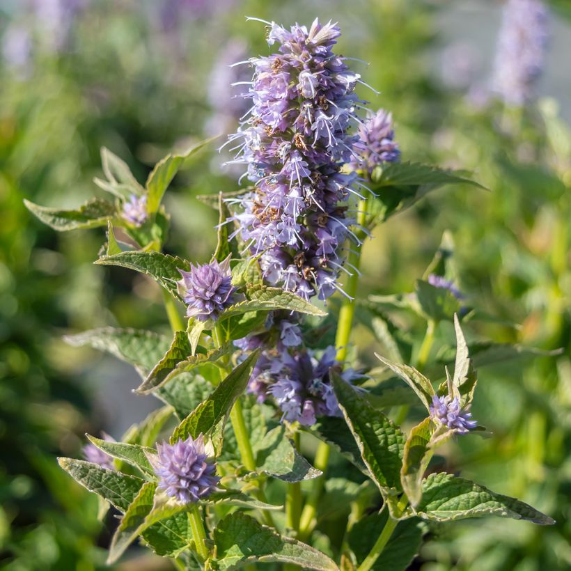 Agastache Blue Boa (Flowering)