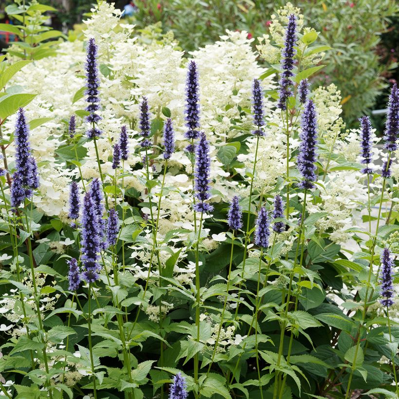 Agastache x rugosa Blue Fortune (Plant habit)