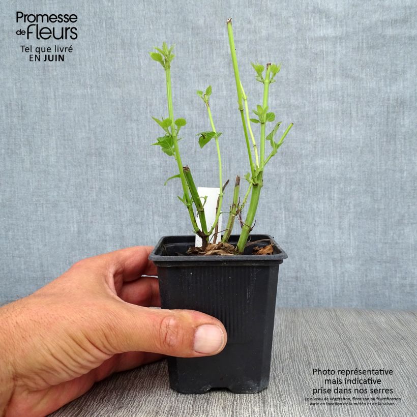 Agastache x rugosa Blue Fortune 8/9 cm pot sample as delivered in summer