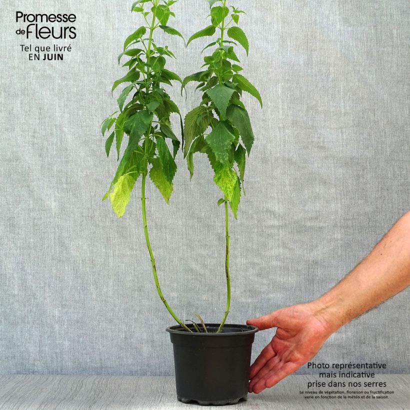Agastache x rugosa Blue Fortune 2L/3L pot sample as delivered in summer