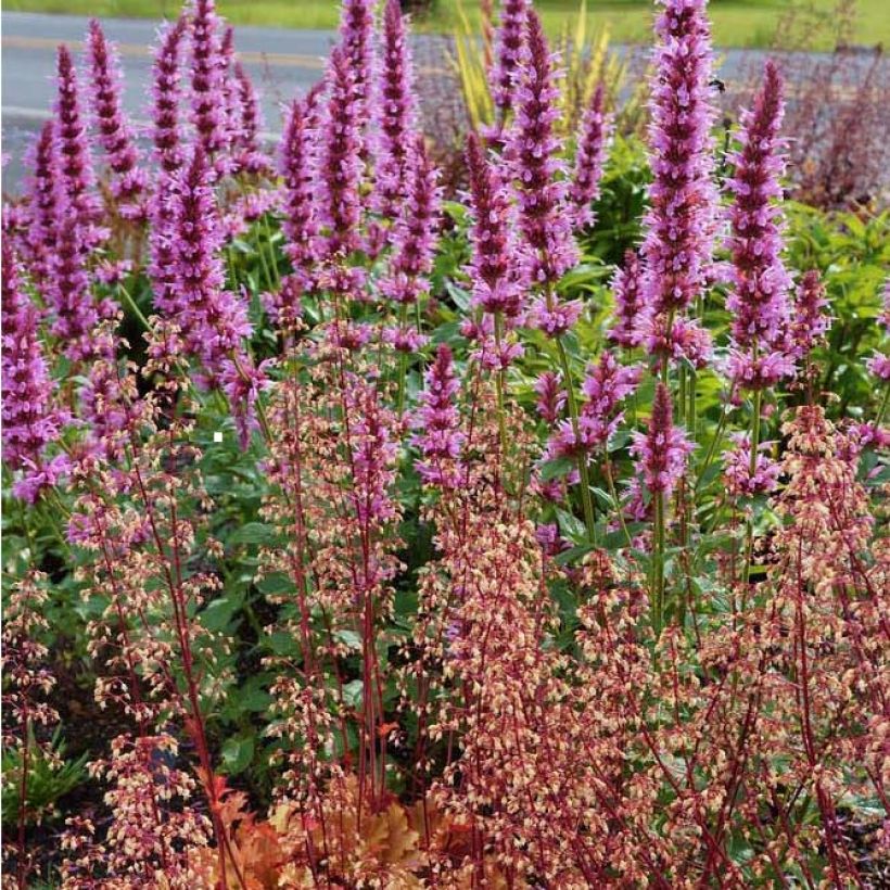 Agastache Cotton Candy (Flowering)