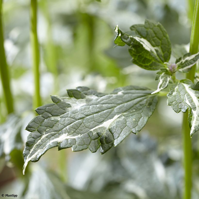 Agastache x rugosa Crazy Fortune (Foliage)