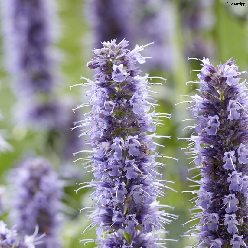 Agastache x rugosa Crazy Fortune (Flowering)