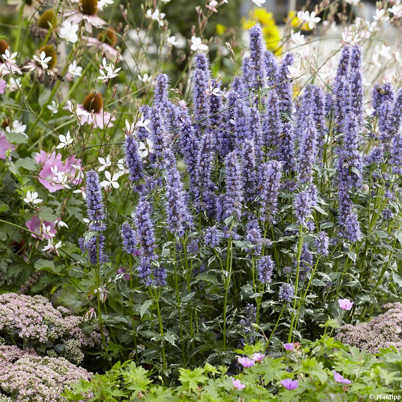 Agastache x rugosa Crazy Fortune (Plant habit)