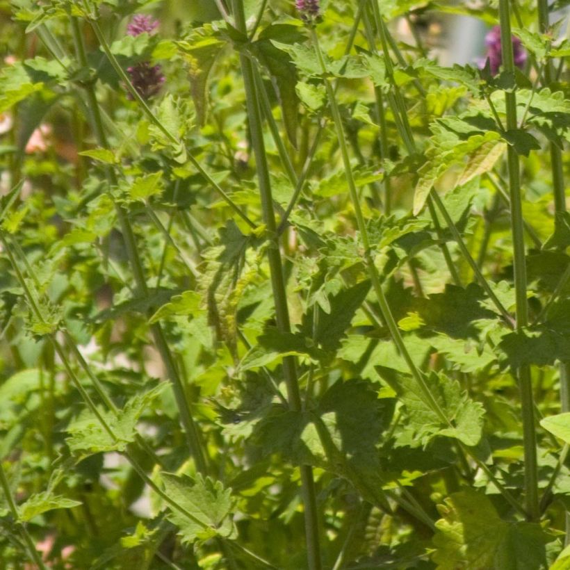 Agastache Globetrotter (Foliage)