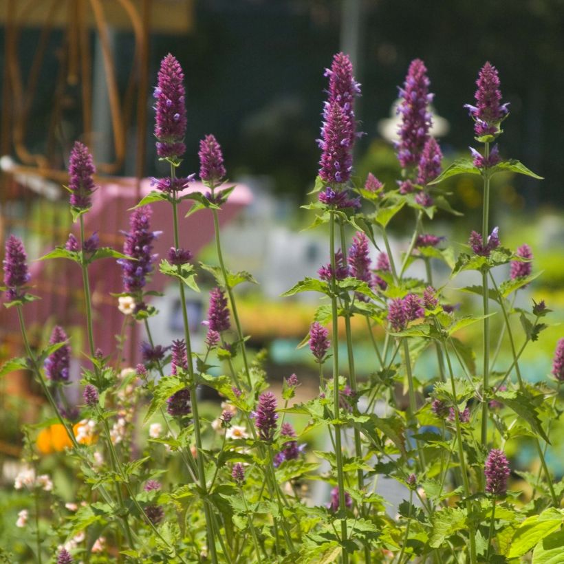 Agastache Globetrotter (Flowering)