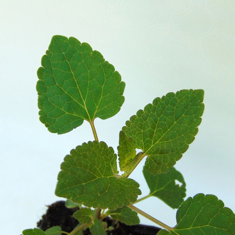 Agastache Kolibri (Foliage)