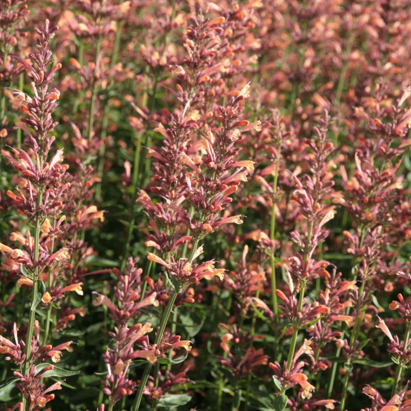 Agastache Kolibri (Flowering)