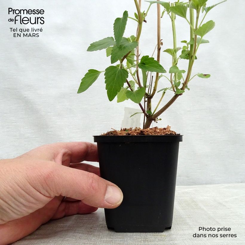 Agastache Kolibri 8/9 cm pot sample as delivered in spring
