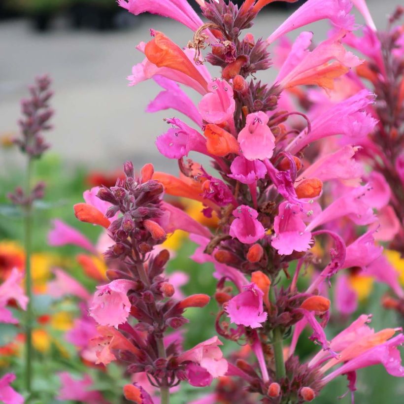 Agastache Kudos Ambrosia (Flowering)