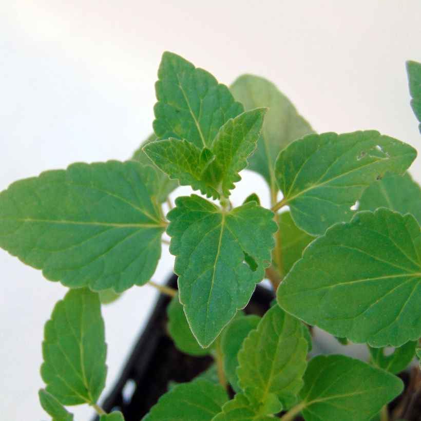 Agastache Kudos Gold (Foliage)