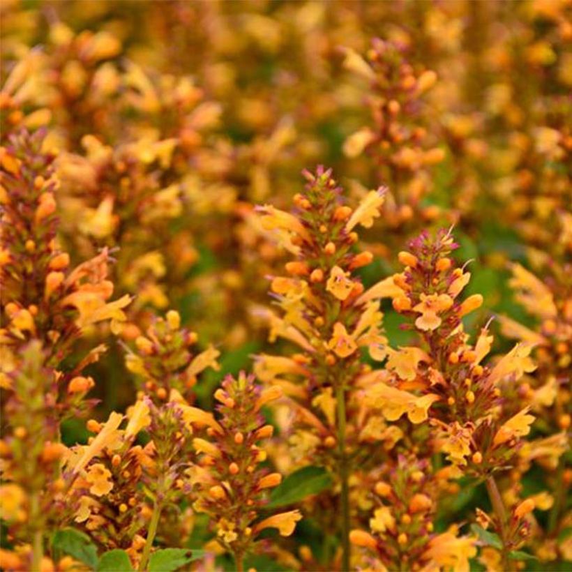 Agastache Kudos Gold (Flowering)