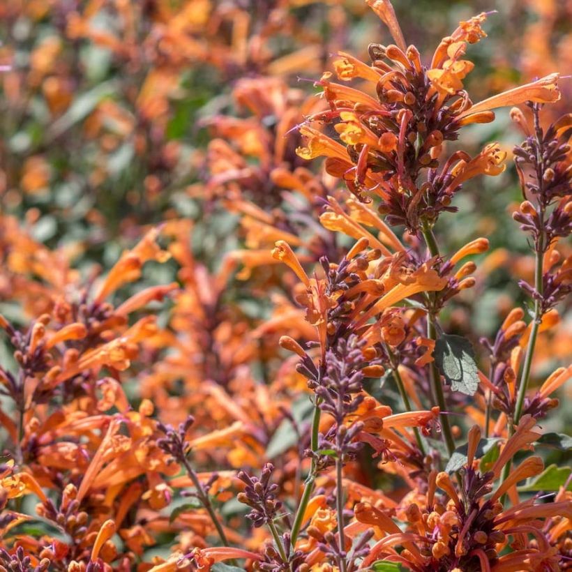 Agastache Kudos Mandarin (Flowering)