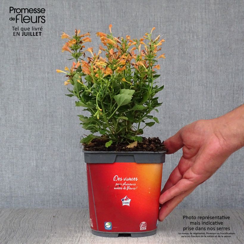 Agastache Kudos Mandarin 2L/3L pot sample as delivered in summer