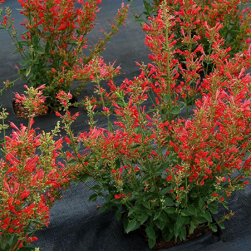 Agastache Kudos Red (Plant habit)