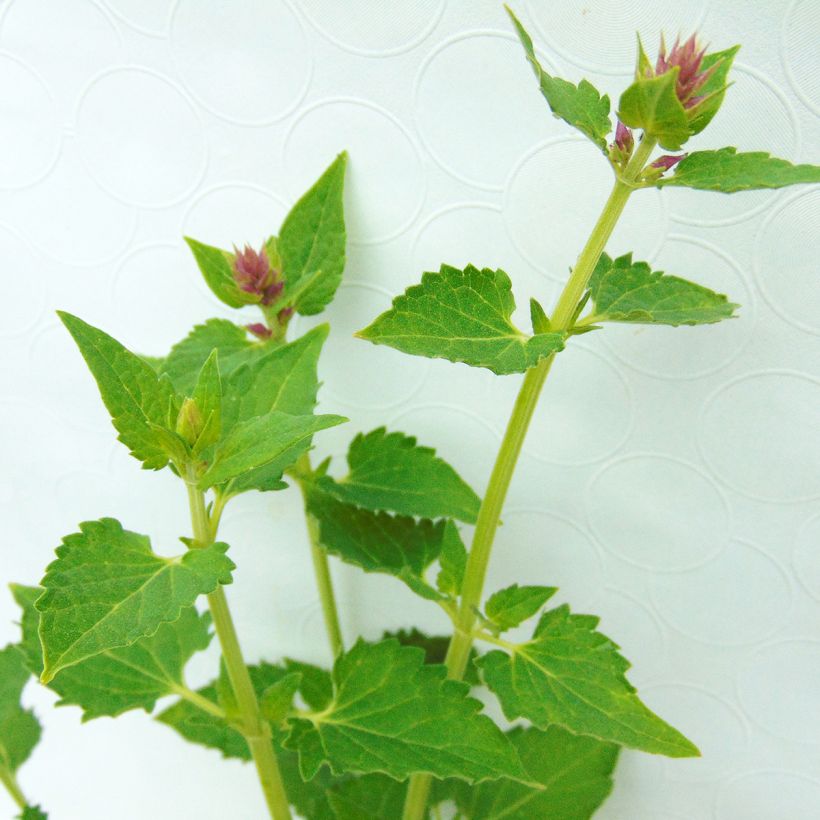 Agastache Kudos Silver Blue (Foliage)