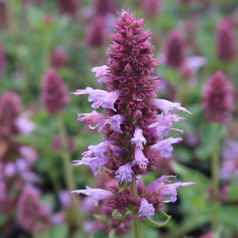 Agastache Kudos Silver Blue (Flowering)