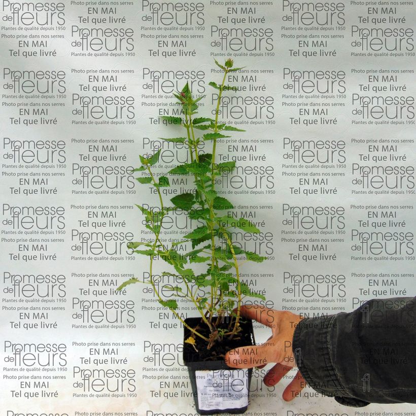 Example of Agastache Kudos Silver Blue 8/9 cm pot specimen as delivered
