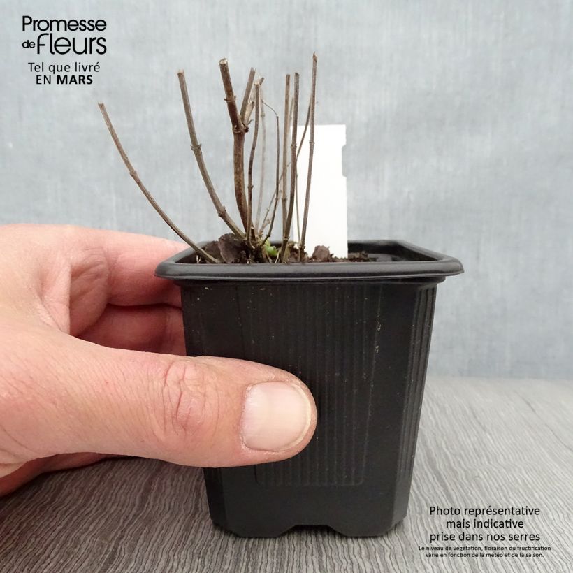 Agastache Kudos Yellow godet de 8/9cm sample as delivered in spring