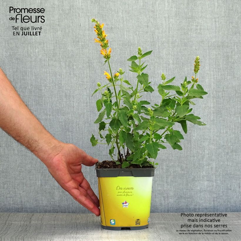 Agastache Poquito Butter Yellow 2L/3L pot sample as delivered in summer