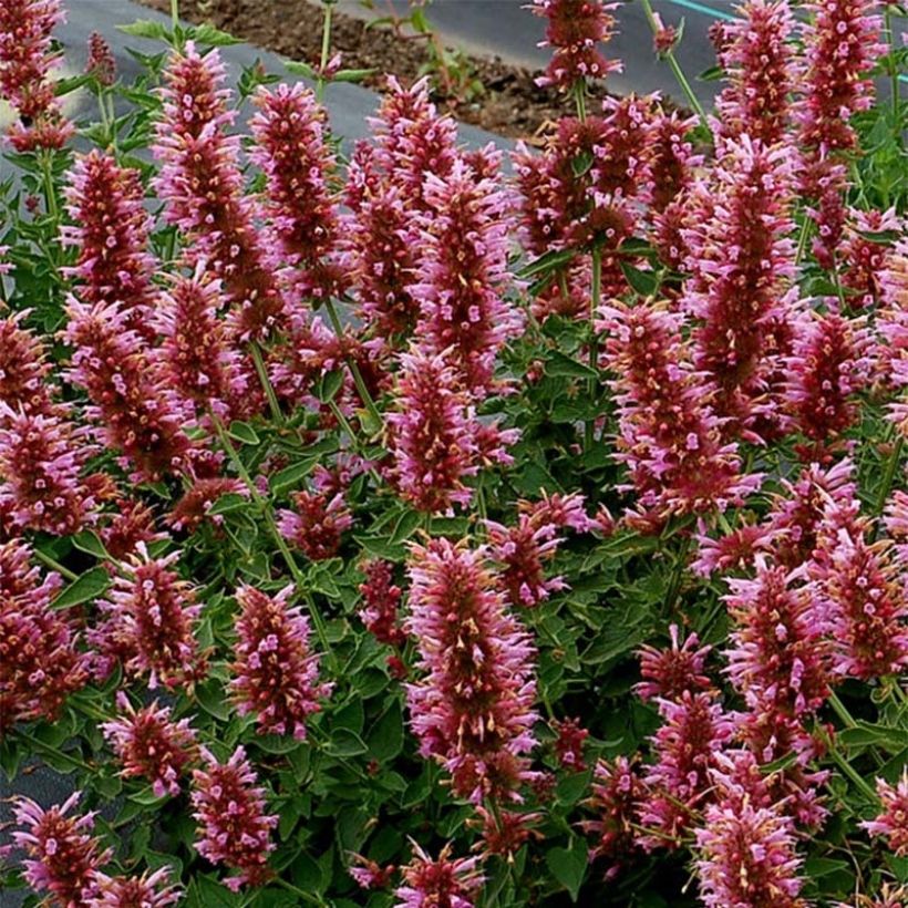 Agastache Poquito Lavender (Flowering)