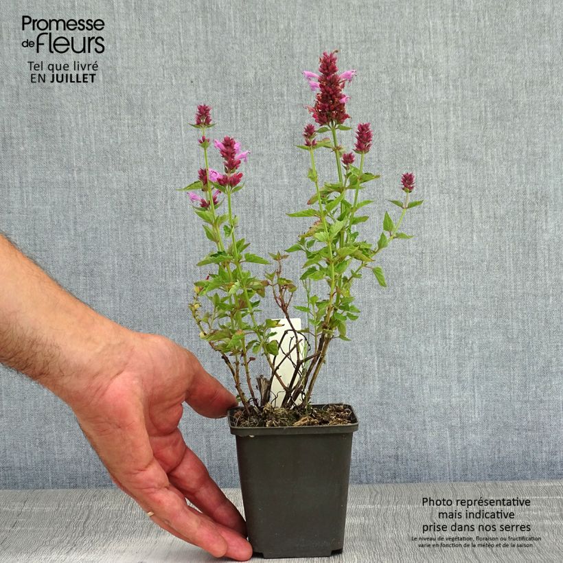 Agastache Poquito Lavender Godet de 9cm sample as delivered in summer