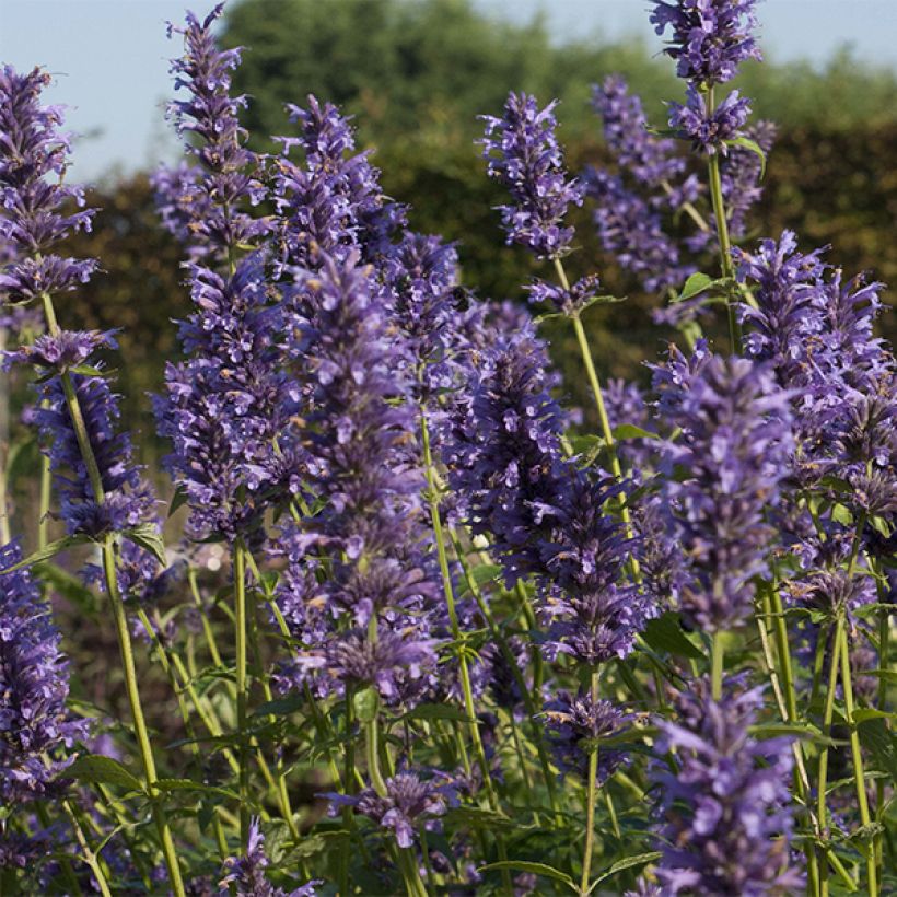 Agastache Serpentine (Flowering)