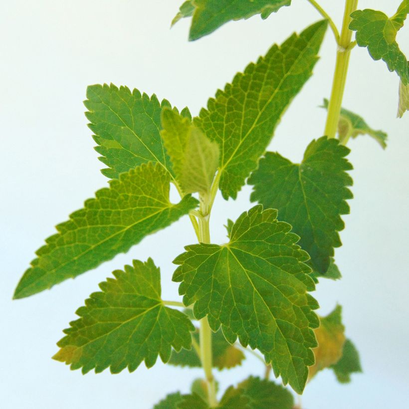 Agastache Serpentine (Foliage)