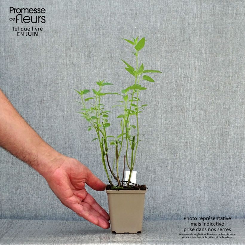 Agastache Serpentine 8/9 cm pot sample as delivered in summer
