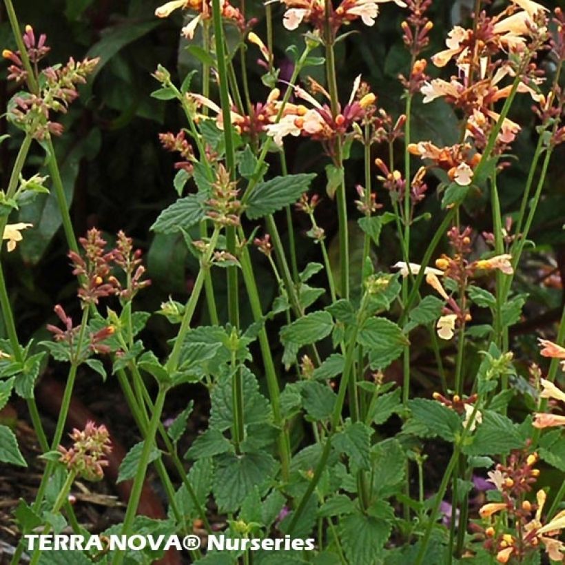 Agastache Summer Glow (Foliage)