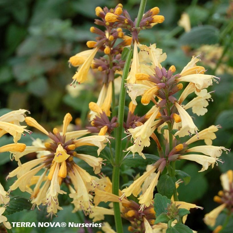 Agastache Summer Glow (Flowering)